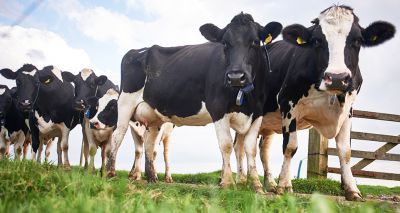 Vets draw on behavioural science to tackle bovine TB